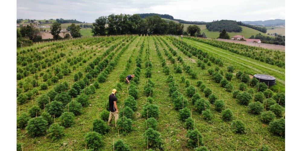 Ferme de chanvre Hemperious en Beaujolais